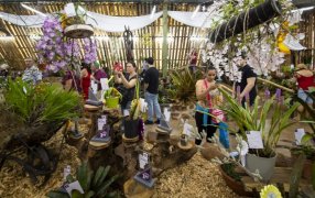 Todo listo en el Municipio misionero de Montecarlo para la Fiesta Nacional de la Orquídea y la 41° Fiesta Provincial de la Flor