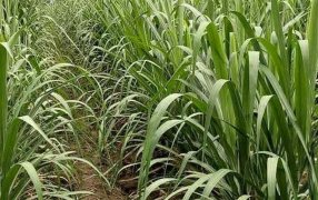 Se establecen los bioestimulantes en caña de azúcar