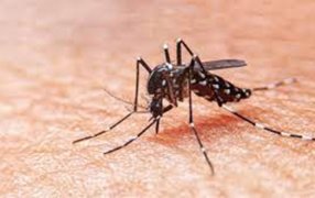 Dengue: Qué hacer ante la aparición de síntomas