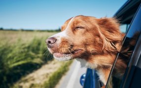 ¿Las mascotas van al Cielo?: Un sacerdote te lo explica
