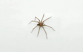 La araña venenosa más común en las casas: Cómo reconocerla y actuar ante las picaduras