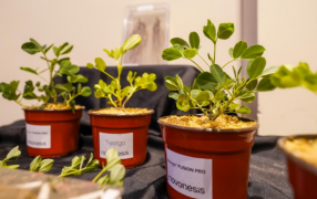 Novonesis presentó Nitragin® Fusion Pro: La nueva generación de inoculantes para maní
