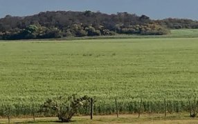 Nuevo orden del agro: Brasil, ¿por qué hay un boom de los commodities en el país vecino?