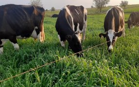 Intoxicación del ganado por el consumo de plantas acumuladoras de nitratos
