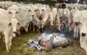 El frío, una alerta inédita para ganaderos de Brasil: Murieron casi 3.000 vacas de hipotermia