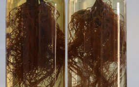 Coinoculación de soja: Un logro significativo en la industria del tratamiento de semillas