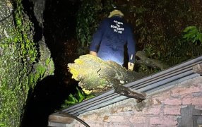 Por los fuertes vientos un árbol de gran porte cayó sobre una vivienda en el Barrio Santa Bárbara del Municipio misionero de Apóstoles, provocando importantes daños materiales aunque, sin dejar personas lesionadas