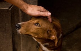 23 de Septiembre: Día Mundial del Perro Adoptado