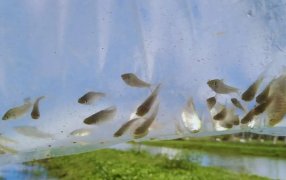 Peces y camarones, otra opción que se investiga contra la invasión de mosquitos