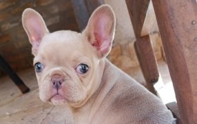 Recuperaron a “Miel”: La Policía de Misiones esclareció el hurto de una can bulldog francés de apenas un mes de vida, que habría sido sustraído por el ex novio de la hija de la propietaria en la ciudad de Oberá