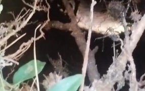 Apóstoles: Bomberos de la Policía de la provincia de Misiones rescataron a un niño de años que cayó accidentalmente en un antiguo pozo abandonado de ocho metros