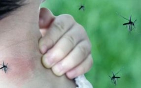 Los casos de Dengue subieron un 2500% en la Argentina: Los detalles de una investigadora del CONICET