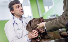 Dengue: ¿Puede afectar a los perros?