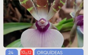 Apóstoles: Taller, Orquídeas “Tesoros de Nuestra Naturaleza”