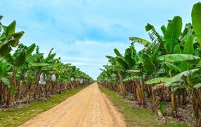 Innovadora tecnología de Biofábrica Misiones demuestra su éxito en producción de bananos en Salta