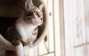 Día Internacional del Gato: ¿Por qué se conmemora cada 20 de Febrero?