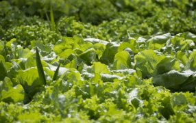 Capacitan a productores sobre manejo ecológico de plagas