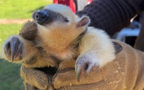 Gendarmes asistieron en el rescate de un oso melero: El ejemplar había sido resguardado por un vecino de la zona