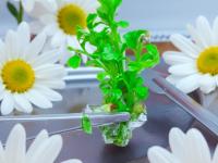 Biofábrica Misiones prove