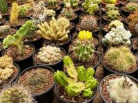 Floricultura: Una activid