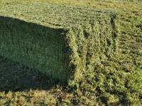 La alfalfa, también récor