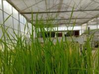 El arroz argentino entró 