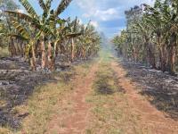 Almafuerte: Sofocaron un 