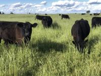 La ganadería, ante un mom