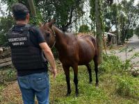 Habría sustraído un cabal