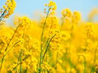 La colza regresa con vari