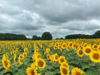 Girasol en alza: Buenas p