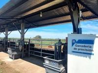 Más carne, menos pasto: I