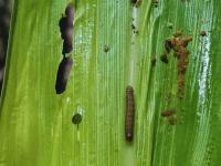 Alerta en el maíz: El nor