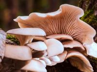 Misiones: Ponen en marcha