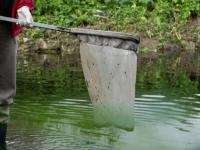 Informe oficial: Descarta