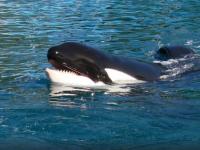 Murió Kshamenk, la histór