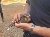 Encontró una lechuza heri
