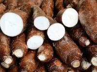 La mandioca, la sorpresa 