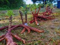 El INTA desarrolla cultiv