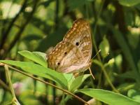 Misiones: Observación de 