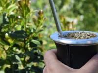 Las ventas de yerba mate 