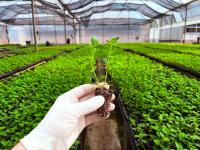 Plantines de menta piperi