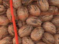 Un hito para la nuez pecá