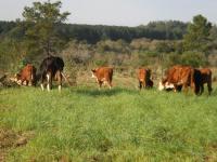 Aprovechamiento de la Ave