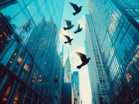 Palomas en centros urbano