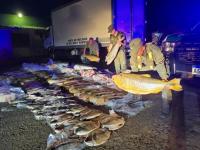 Gendarmes secuestraron 72