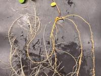 Investigar para producir: