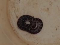 Oberá: Presencia de la se