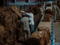 El acopio del tabaco en l