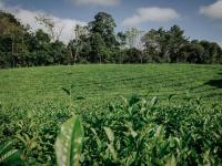 Empresas misioneras ya in